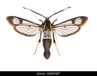 Bianco-sbarrate Clearwing - Synanthedon spheciformis 52.006 BF375 Foto Stock