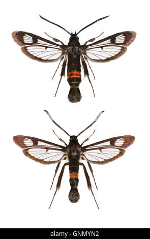Rosso-belted Clearwing - Synanthedon myopaeformis 52.011 BF379 Foto Stock