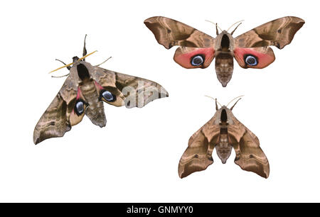 69.002 (1980) Eyed Hawk-moth - Smerinthus ocellatus Foto Stock