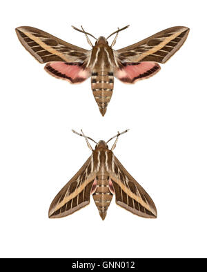 69.015 (1990) Striped Hawk-moth - Hyles livornica Foto Stock