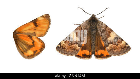 70.203 (1661) Underwing arancione - Archiearis parthenias Foto Stock