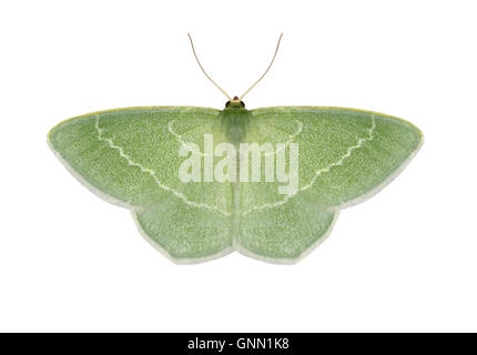 70.306 (1670) piccola erba Emerald - Chlorissa viridata Foto Stock