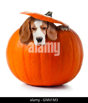 Beagle in zucca isolato su uno sfondo bianco Foto Stock