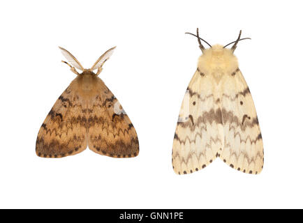 72.011 (2034) Gypsy Moth - Lymantria dispar Foto Stock