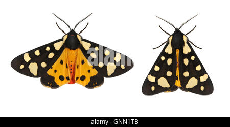 72.027 (2058) Crema-spot Tiger - Arctia villica Foto Stock