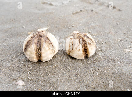 Filamento ricci di mare Foto Stock