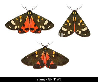 72.029 (2068) scarlatto Tigre - Callimorpha dominula Foto Stock