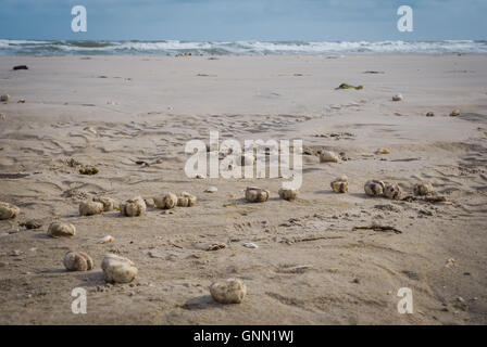 Filamento ricci di mare Foto Stock