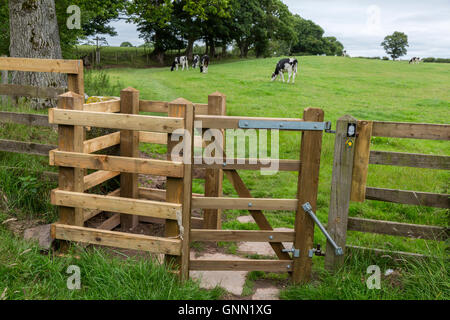 Il Vallo di Adriano. Un bacio Gate mantiene il bestiame al pascolo. Cumbria, Inghilterra, Regno Unito. Foto Stock