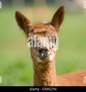 Alpaca cria Foto Stock