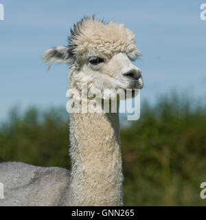 Alpaca Foto Stock