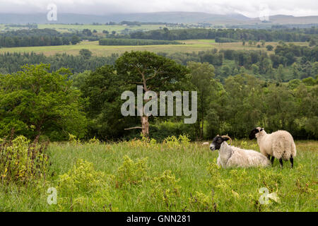 Cumbria, Inghilterra, Regno Unito. Pecore al pascolo lungo il vallo di Adriano sentiero, Campagna in background. Foto Stock