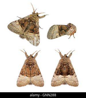 73.032 (2425) Dado-tree Tussock - Colocasia coryli Foto Stock