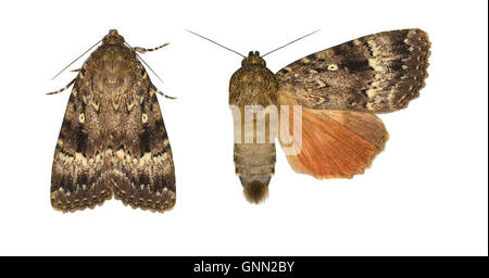 73.062 (2327) rame Underwing - pyramidea Amphipyra Foto Stock