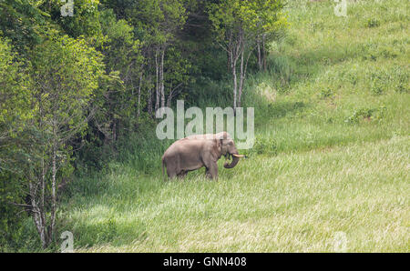 Wild elephant a piedi da grandi alberi di stare sul prato verde durante la giornata di sole nel parco nazionale della Thailandia Foto Stock