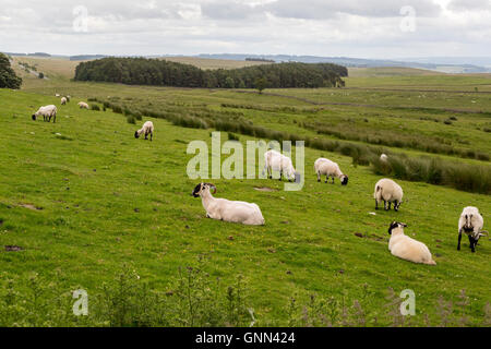 Northumberland, Inghilterra, Regno Unito. Pecore al pascolo in pascolo lungo il vallo di Adriano di sentiero. Autostrada B6318 in distanza sulla sinistra. Foto Stock