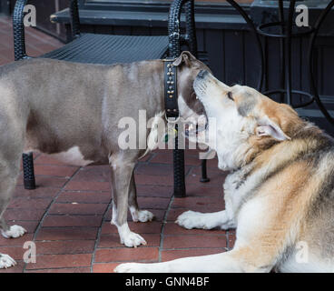 Un legname wolf giocando con un pit bull terrier Foto Stock