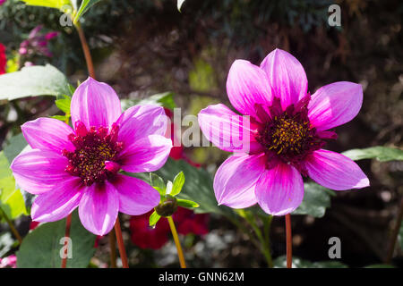 Una coppia di fiori di the anemone centrato bluastro gara rosa perenni, Dahlia 'Blue Bayou' Foto Stock