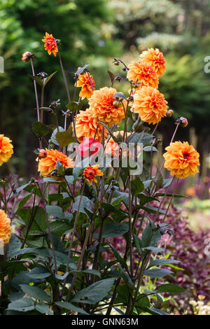 Dahlia 'David Howard' offre una morbida color albicocca per un lungo periodo presso il Garden House Foto Stock