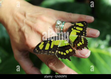 Malachite farfalla sulla mano femmina con anello di diamante. Foto Stock