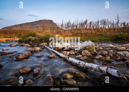 Caduto birch attraverso un ruscello in Lapponia. Foto Stock