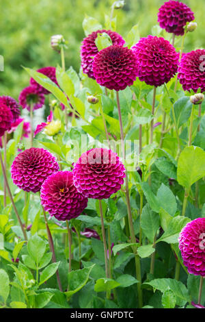 Dahlia 'Chelmsford royal velvet' Fiori. Miniatura dalia decorativa Foto Stock