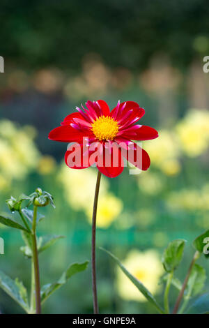 Dahlia 'Trelyn crimson' Fiore. Collerette a Fiore Dahlia Foto Stock