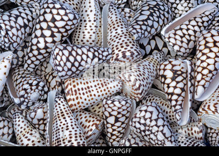 Avvistato Conus conchiglie Foto Stock