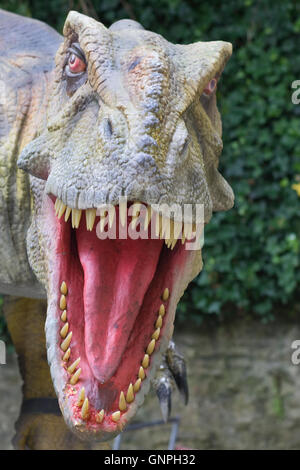 T Rex dinosauro con denti che mostra Foto Stock