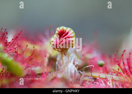 Tentacolo di round-lasciava sundew o sundew comune (drosera rotundifolia), chiusa dopo la cattura di un insetto Foto Stock