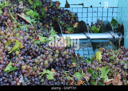 Appena raccolto di uve da vino durante il periodo del raccolto a Bodegas Borbore, San Juan, Argentina Foto Stock