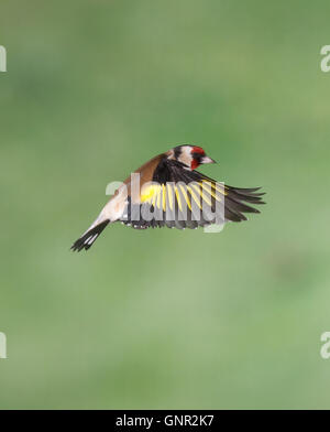 Unione Cardellino in volo Foto Stock