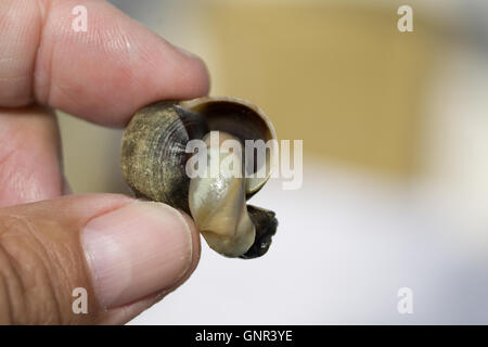 Un winkle esposta fuori del guscio dopo cotti.Jersey,Isole del Canale,U.K. Foto Stock