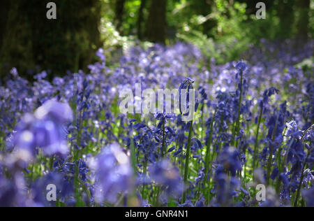 Un tappeto di bluebells in un piccolo bosco in Aberystwyth, Galles Foto Stock