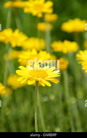 Giallo, camomilla Anthemis tinctoria subs. tinctoria Foto Stock