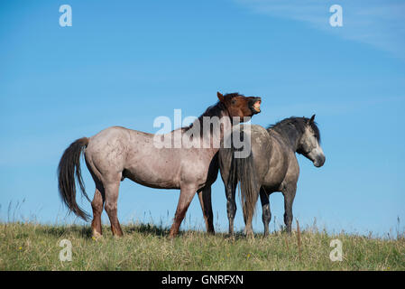 Coppia di cavalli selvaggi (Equs ferus), Mustang, Feral, raglio,Parco nazionale Theodore Roosevelt, North Dakota, Western NA Foto Stock