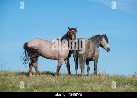 Coppia di cavalli selvaggi (Equs ferus), Mustang, Feral, raglio,Parco nazionale Theodore Roosevelt, North Dakota, Western NA Foto Stock