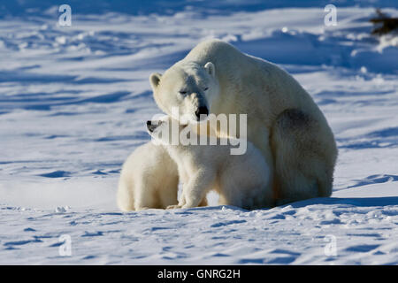 Orso polare sow e due cuccioli Ursus maritimus sulla tundra artica, Manitoba, Canada Foto Stock