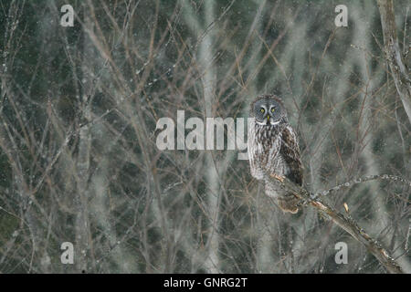 Grande Grigio Allocco (Strix nebulosa) arroccato nella struttura ad albero, Nord America orientale Foto Stock