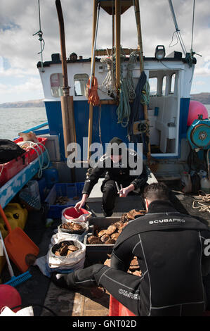 Tobermory, Regno Unito, crostacei divers su barche off The Isle of Mull Foto Stock