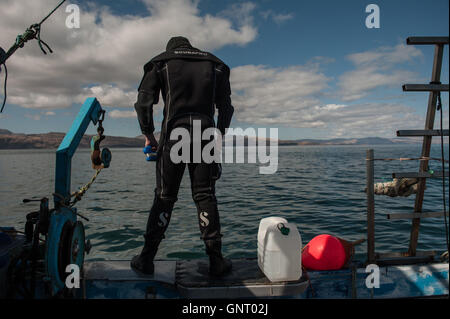 Tobermory, Regno Unito, crostacei divers su barche off The Isle of Mull Foto Stock