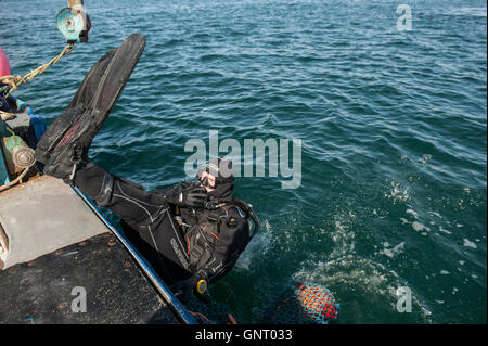 Tobermory, Regno Unito, crostacei divers su barche off The Isle of Mull Foto Stock