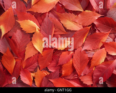 Autunno foglie colorate sullo sfondo Foto Stock