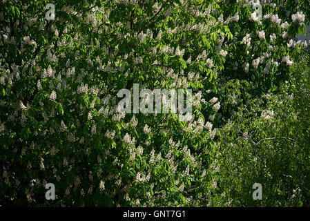 Berlino, Germania, infiorescenza Buckeye ordinario Foto Stock
