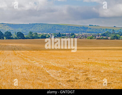 Una vista di fronte di un golden inglese campo dopo il raccolto Foto Stock