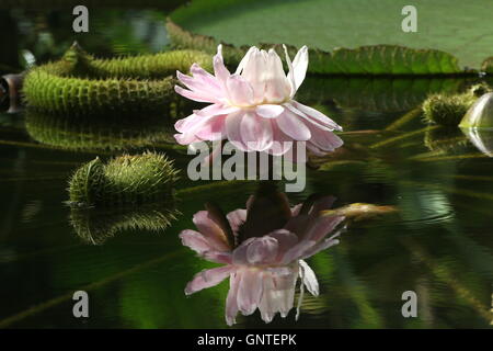 Fioritura South American Queen Victoria's ninfee a.k.a. Giant Amazon acqua giglio (Victoria amazonica), riflesso nell'acqua Foto Stock