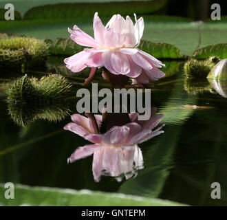 Primo piano di una fioritura South American Queen Victoria's ninfee a.k.a. Giant Amazon acqua giglio (Victoria amazonica) Foto Stock
