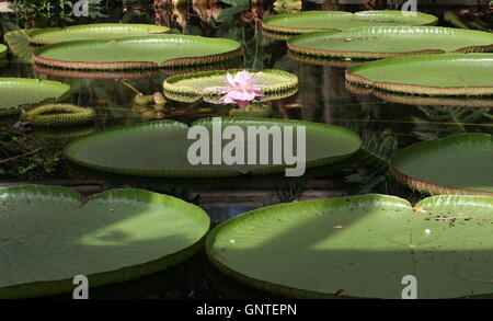 Foglie giganti del sud americani la Regina Vittoria per il giglio di acqua a.k.a. Giant Amazon acqua giglio (Victoria amazonica) Foto Stock