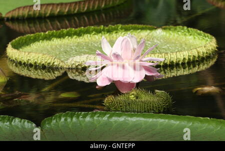 Fioritura South American Queen Victoria's ninfee a.k.a. Giant Amazon acqua giglio (Victoria amazonica), Foto Stock