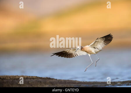 Adulto American Avocet in arrivo per un atterraggio con le sue ali ampia diffusione Foto Stock